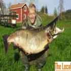 alemao_pesca_salmao_monstruoso
