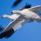 incrivel_voce_nunca_viu_tantos_passaros_em_um_lugar_so