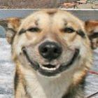 o_cachorro_que_sabia_contar_piada_[5]