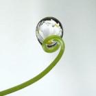 a_beleza_de_uma_gota_d&rsquo;agua