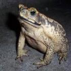 o_sapo_chuck_norris_da_uma_surra_na_cobra