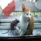 porque_nao_confiar_em_gatos