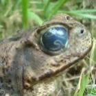 video_mostra_um_parasita_se_movendo_dentro_do_olho_de_um_sapo