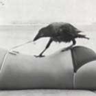 os_animais_fazem_coisas_que_voce_jamais_faria