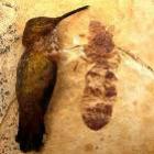 Descoberto fóssil de formiga gigante nos E.U.A
