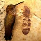 descoberto_fossil_de_formiga_gigante_nos_eua
