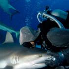 Cristina Zenato, a mulher que encanta tubarões! Parte 02 