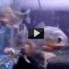 ataque_de_piranhas