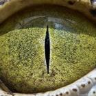 belas_fotografias_revelam_em_detalhes_os_olhos_dos_animais