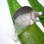 hortela_e_babosa_entram_na_lista_de_remedios_do_sus