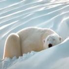 Como os animais polares não congelam até a morte?