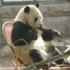 Panda baiano não resiste a uma cadeira de balanço.