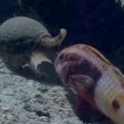 veja_quem_leva_a_melhor_entre_o_caracol_e_o_peixe