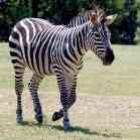 voce_sabe_para_que_servem_as_listas_das_zebras