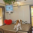 dr_pet_ensina_dicas_antes_de_escolher_hotel_para_seu_cao_