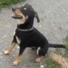isso_que_e_um_cachorro_feliz
