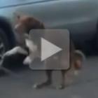 incrivel_cachorro_equilibrista_