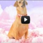 Katy Perry na versão cachorro com direito a vídeo clipe