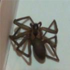 picada_de_aranha