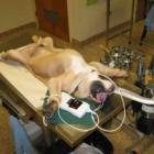 vantagens_da_castracao_em_caes_e_gatos