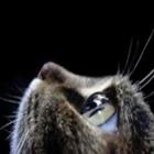 como_os_animais_conseguem_prever_terremotos_