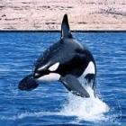 surfista_escapa_por_pouco_quase_foi_devorada_por_uma_baleia