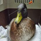 veterinarios_retiram_dardo_de_13_cm_de_pescoco_de_pato