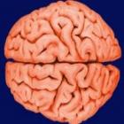 Estudo mostra que a capacidade do cérebro diminui aos 45 anos