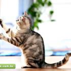 seu_gato_e_seu_sofa_juntos_e_felizes_para_sempre