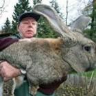 fotos_de_animais_gigantes_capturados