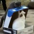Gato prende outro gato na caixa