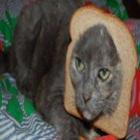 _breading_a_nova_moda_na_web_mistura_fatias_de_pao_e_gatinhos_confira