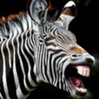 zebras_tambem_podem_ser_engracadas