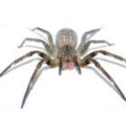 cuidado_com_a_aranha