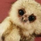 animais_que_voce_tem_que_ver