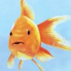 so_um_peixinho_dourado&hellip;