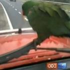australiano_dirige_com_papagaio_em_limpador_de_parabrisa