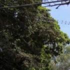 cuidados_com_a_fauna_silvestre_basta_vontade