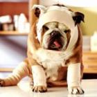 animais_de_estimacao_ganham_servico_de_emergencia_