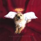 o_sentimento_que_a_morte_produz_nos_animais_e_semelhante_a_dor_do_luto