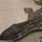 lagarto_gigante_e_encontrado_na_california