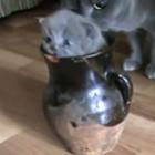 explosao_atomica_de_fofura_da_semana