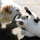 luta_de_jiu_jitsu_entre_cachorro_e_gato_