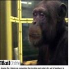 _conheca_o_chimpanze_capaz_de_memorizar_numeros_mais_rapido_do_que_os_humanos