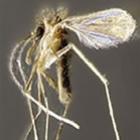 nyssomyia_delsionatali_e_nyssomyia_urbinattii_insetos_com_nomes_de_brasileiros