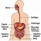 dieta_das_calorias_negativas_&ndash;_digestao