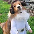 sera_que_os_animais_estao_sendo_humanizados
