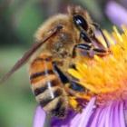 Podemos salvar a humanidade através da criação de super-abelhas