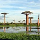 top_5_plantas_e_arvores_exoticas