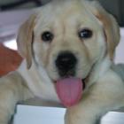 animal_de_estimacao_sera_que_estou_pronto